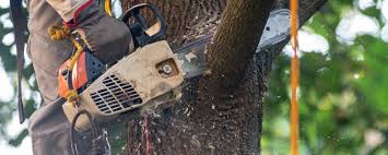 Trusted Munroe Falls, OH Tree Care Experts