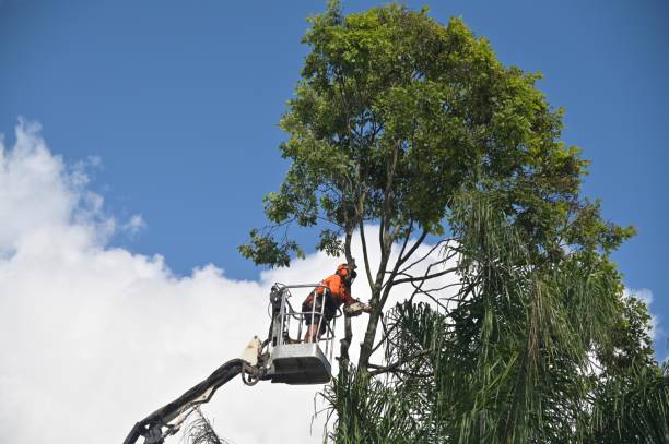 Tree and Shrub Care in Munroe Falls, OH