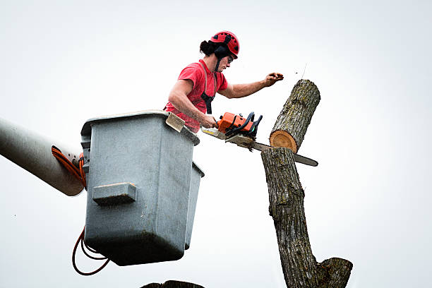 How Our Tree Care Process Works  in  Munroe Falls, OH