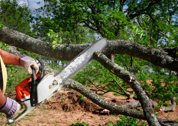 Best Stump Grinding and Removal  in Munroe Falls, OH